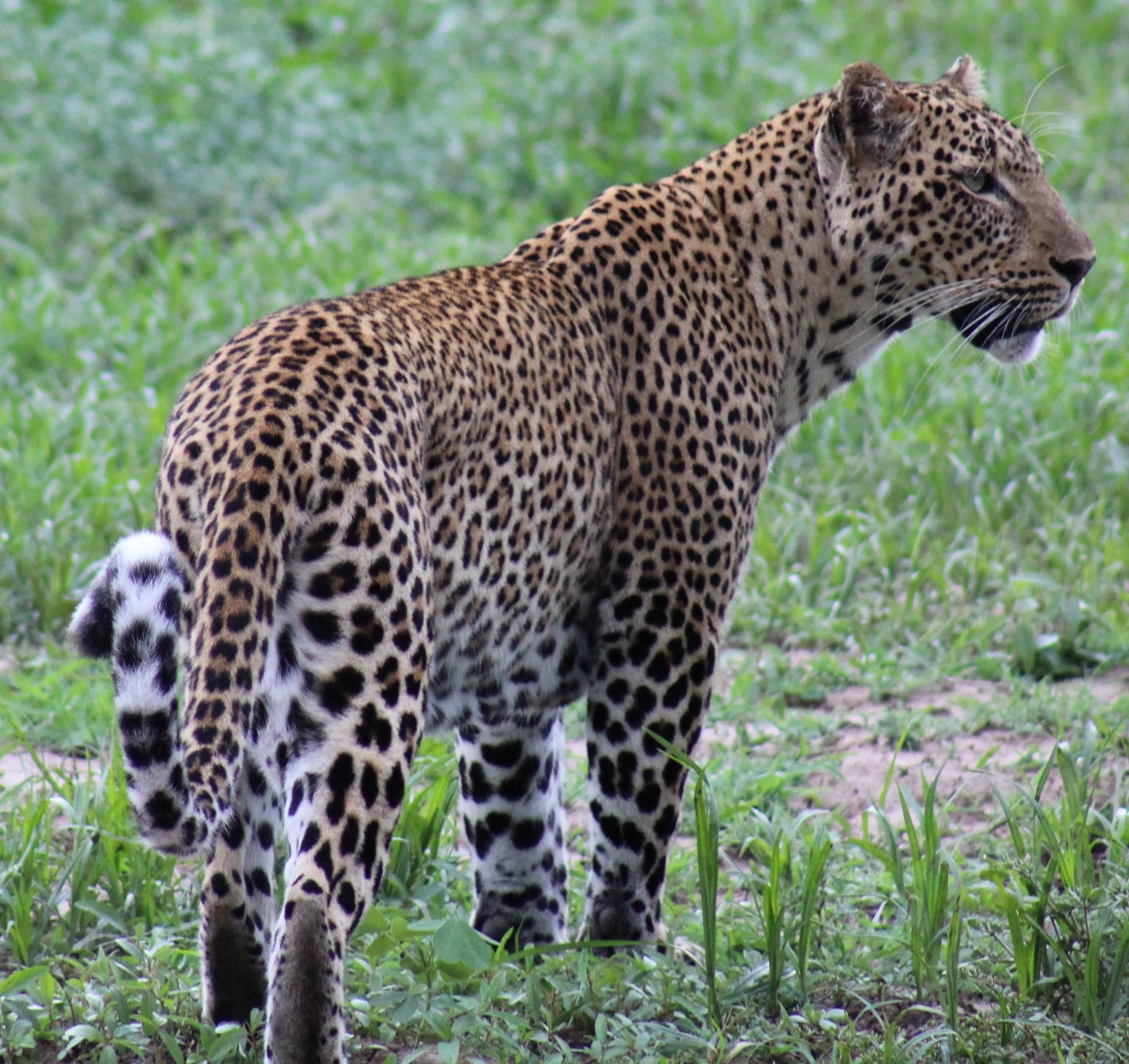 Wildlife